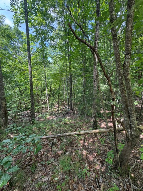 TR 3 & 4 Lakeland Drive, Ellijay, GA 30540 - #2