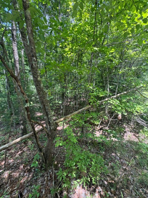 TR 3 & 4 Lakeland Drive, Ellijay, GA 30540 - #3