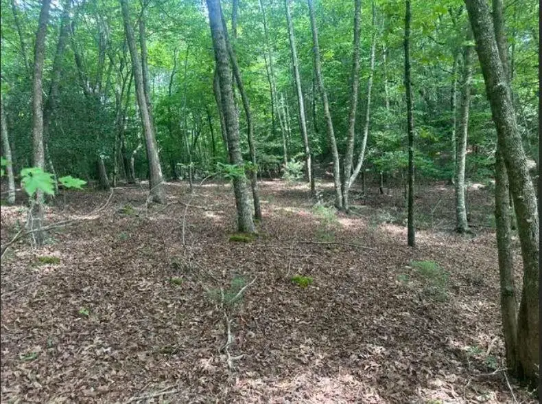 2 Thunder Road, Hayesville, NC 28904 - #1