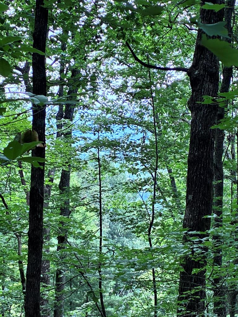829 Morton Drive, Ellijay, GA 30540 - #1