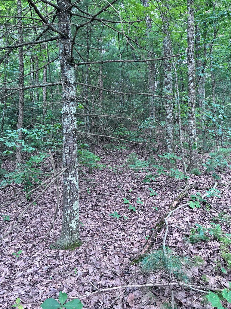829 Morton Drive, Ellijay, GA 30540 - #2