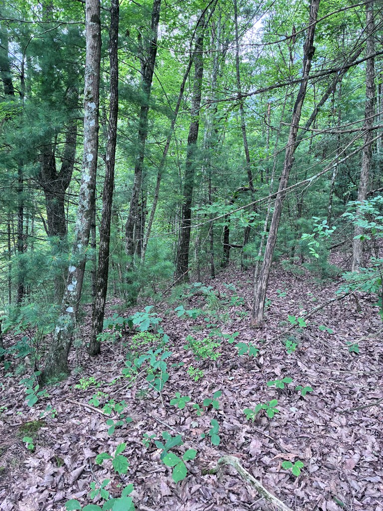 829 Morton Drive, Ellijay, GA 30540 - #3