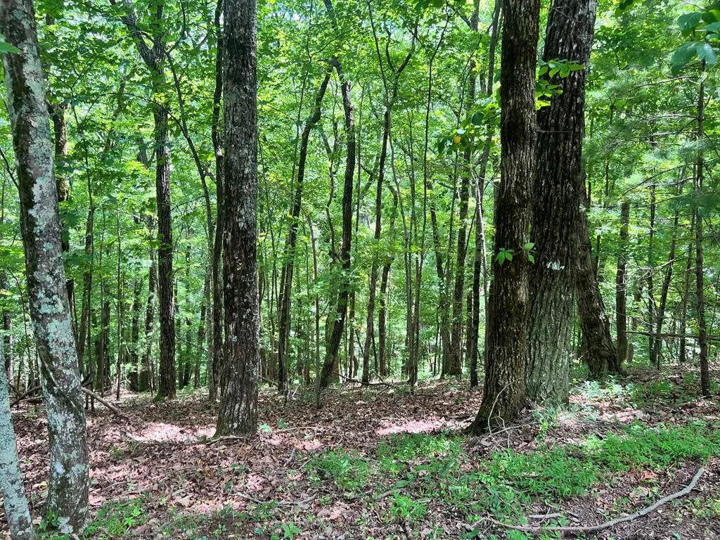 LTG67-68 Mountain Oak Road, Ellijay, GA 30536 - #1