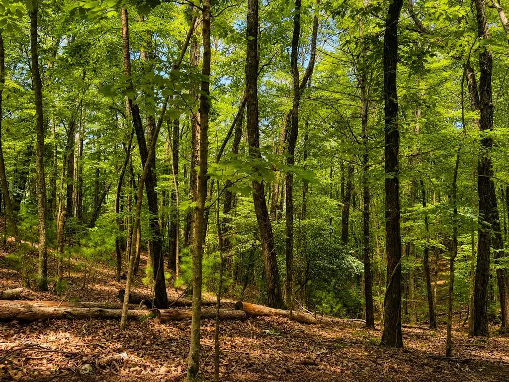 J208 Pine Ridge Road, Ellijay, GA 30536 - #1