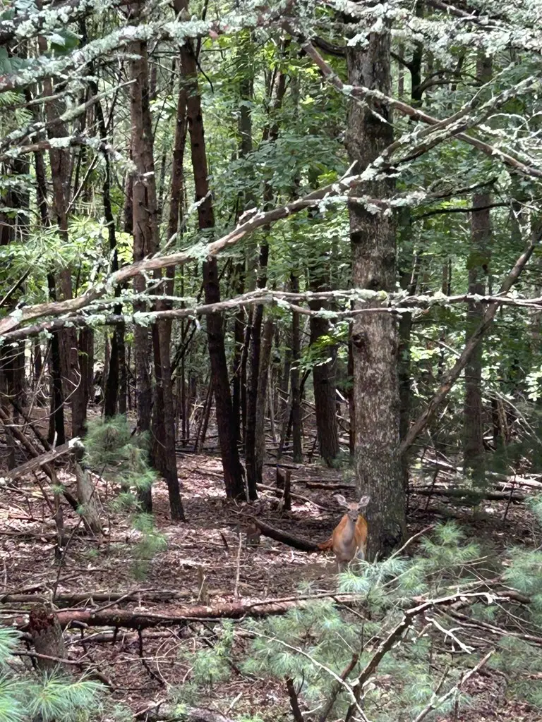 Lot #4 Summit Drive, Blairsville, GA 30512 - #2