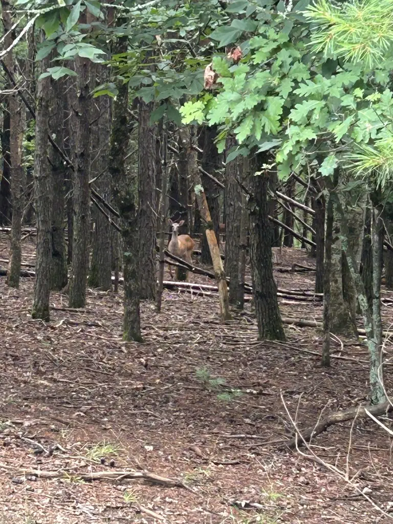 Lot #4 Summit Drive, Blairsville, GA 30512 - #3