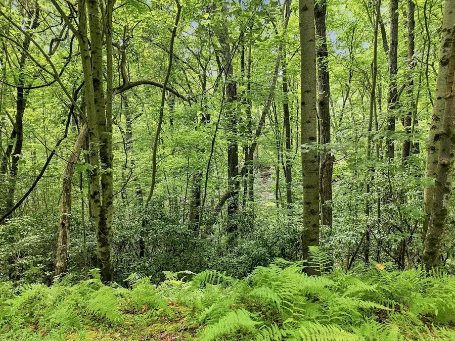 Lot 27 Deer Crest Road, Blue Ridge, GA 30513 - #3