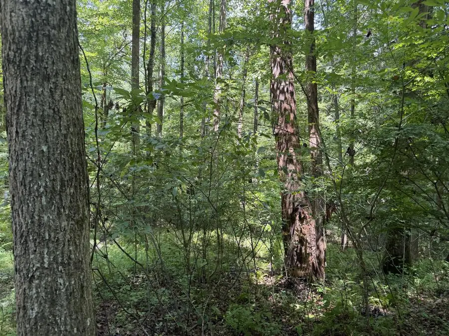 Lot 5 Blair Creek Ridge, Hayesville, NC 28904 - #3