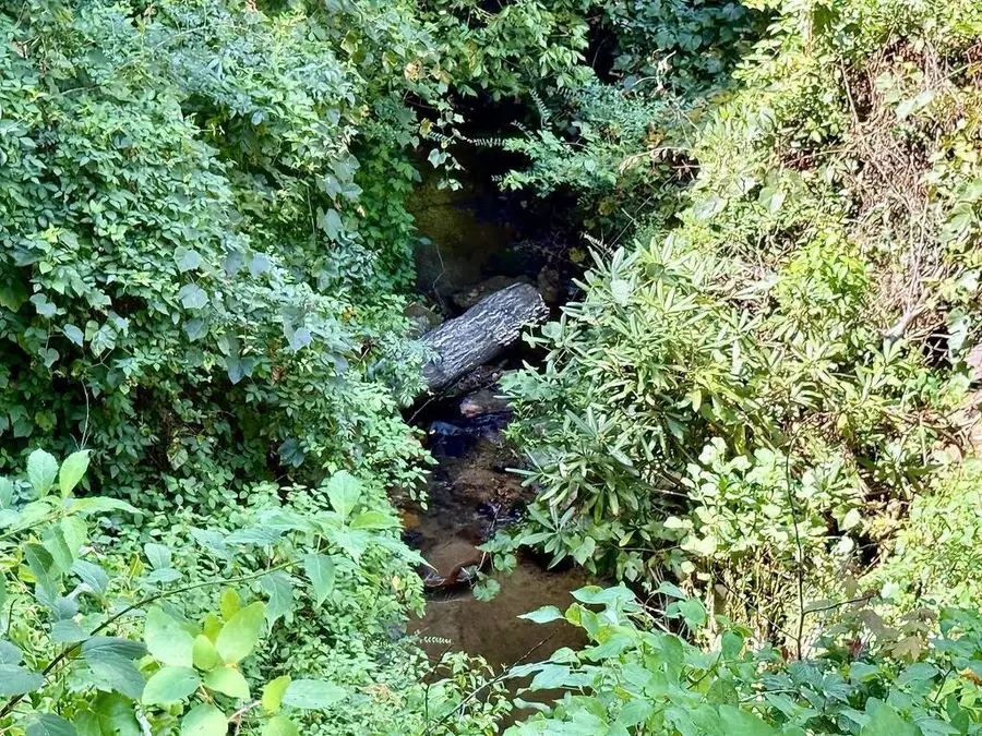 Lot 8 Wild Laurel, Brasstown, NC 28902 - #3