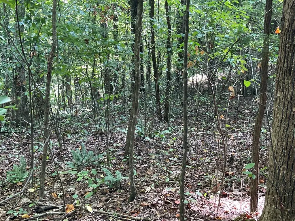 81A-82A Licklog Ridge, Hayesville, NC 28904 - #1
