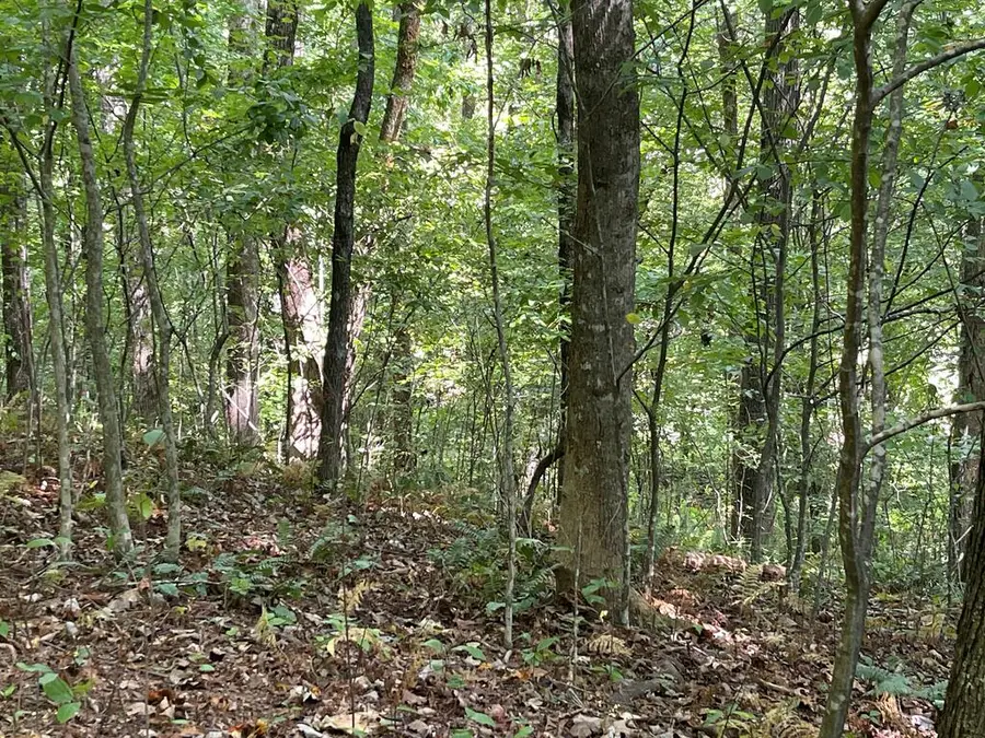 81A-82A Licklog Ridge, Hayesville, NC 28904 - #3