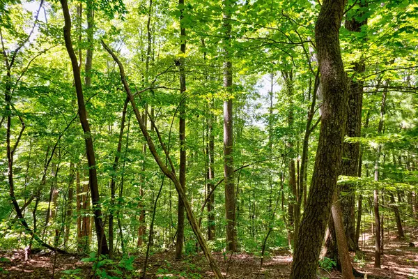 LT J351 Mountain View Court, Ellijay, GA 30536