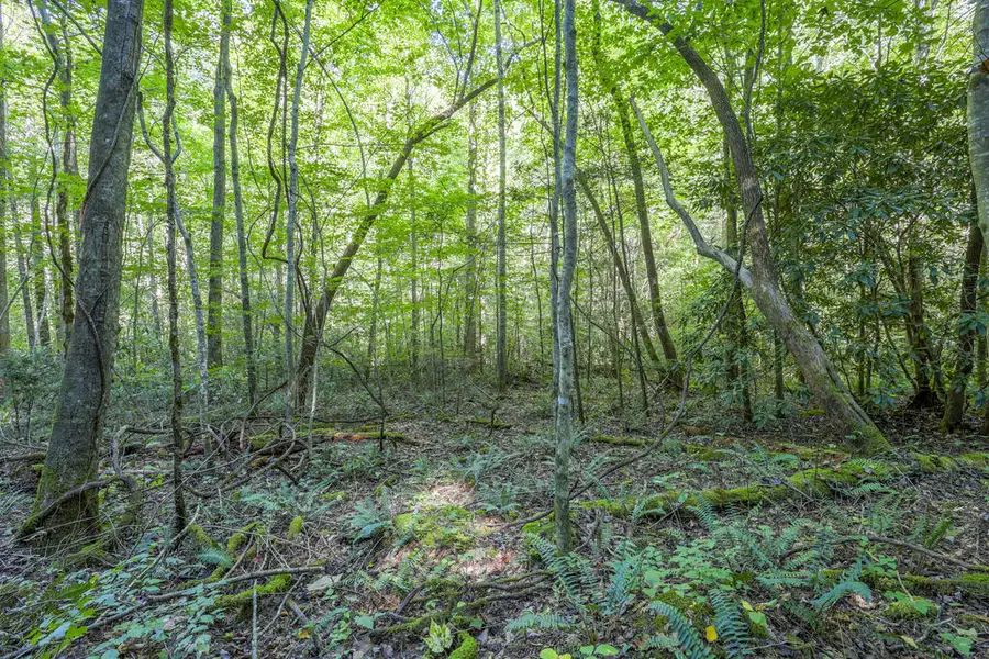 90 AC Tree House Road, Andrews, NC 28901 - #3