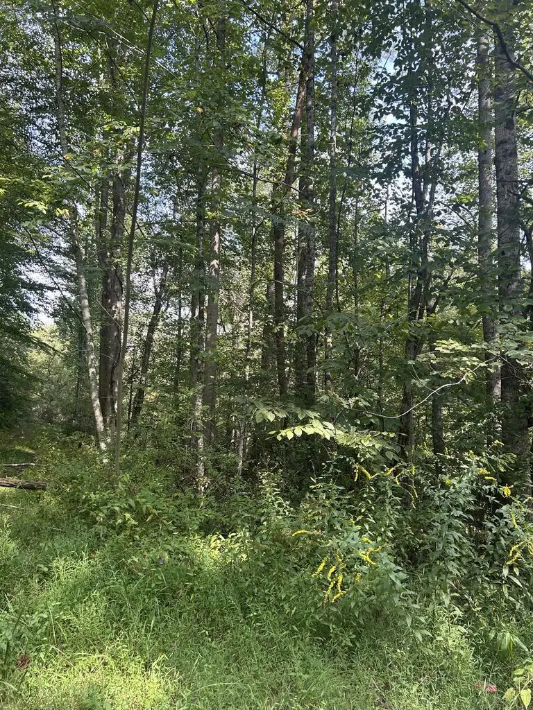 Tr2 Mountain Pass Drive, Hayesville, NC 28904 - #2