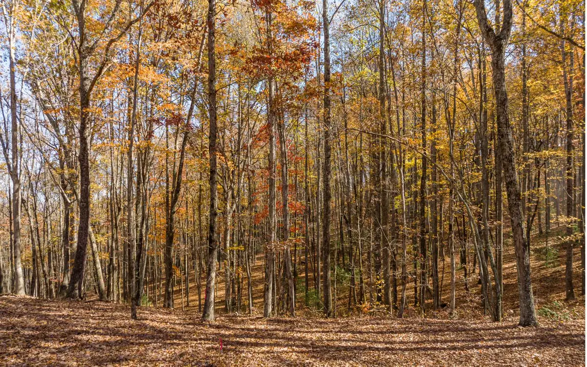 Lot 17R Tanager Trail, Ellijay, GA 30536 - #1