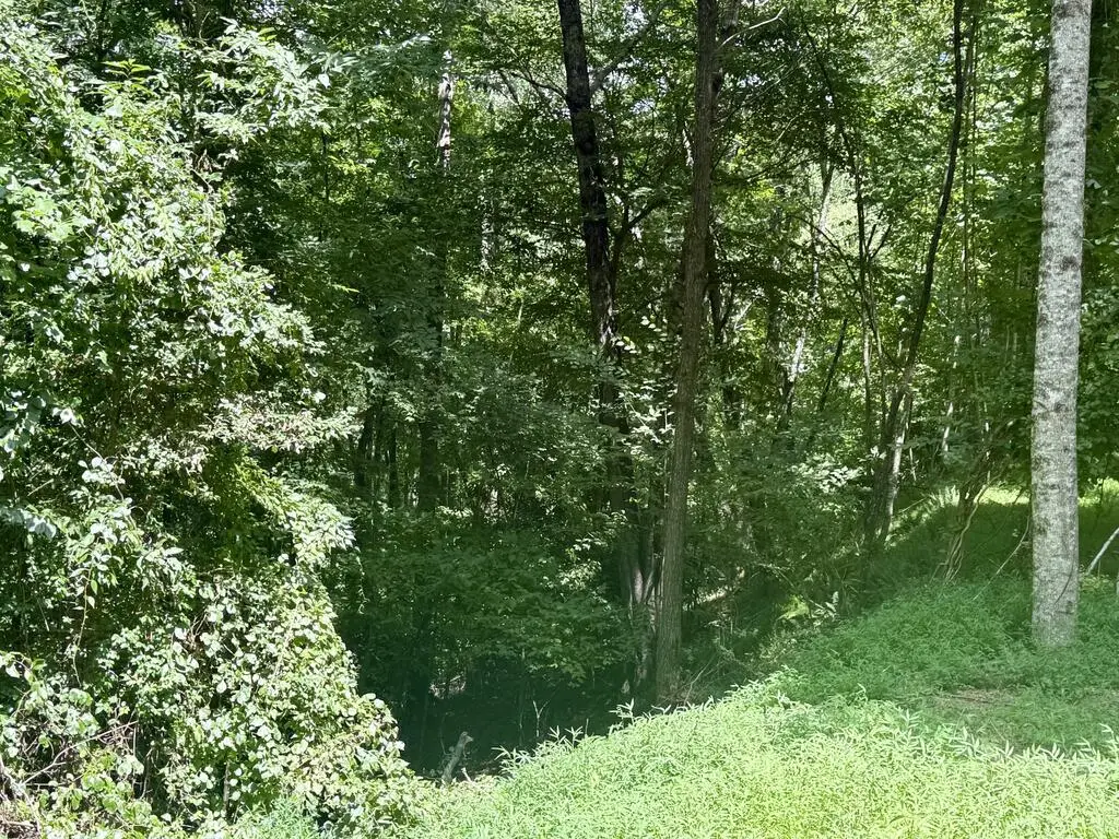 Lot 6 Wild Laurel, Brasstown, NC 28902 - #1