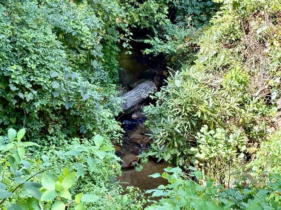 Lot 6 Wild Laurel, Brasstown, NC 28902 - #3