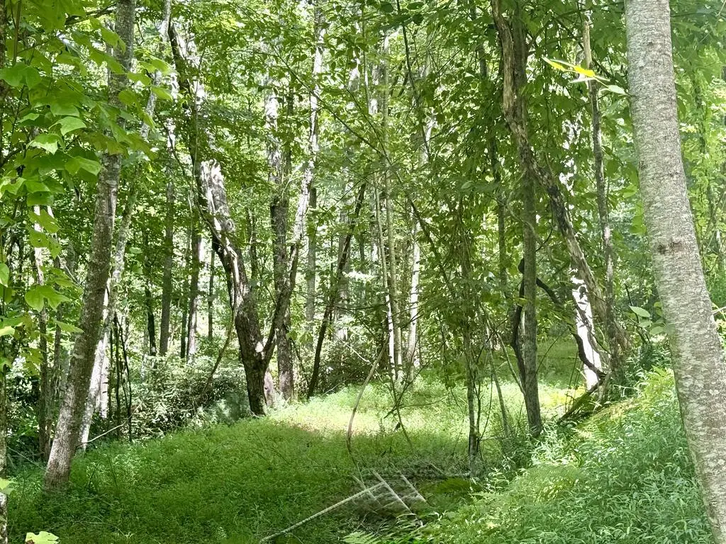 Lot 7 Wild Laurel, Brasstown, NC 28902 - #1