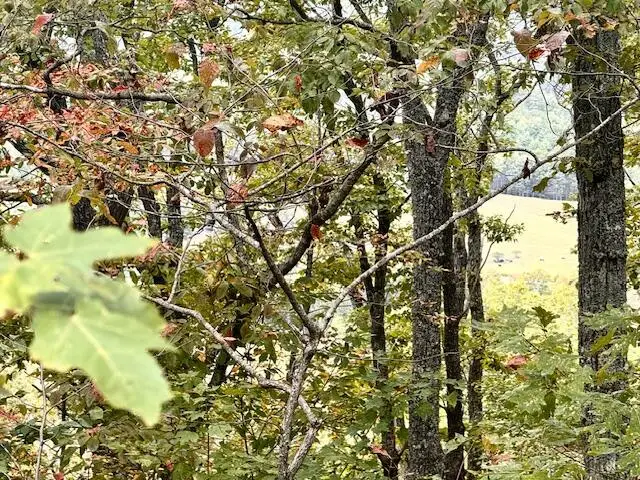 Lot 35 Grand Laurel, Brasstown, NC 28902 - #3