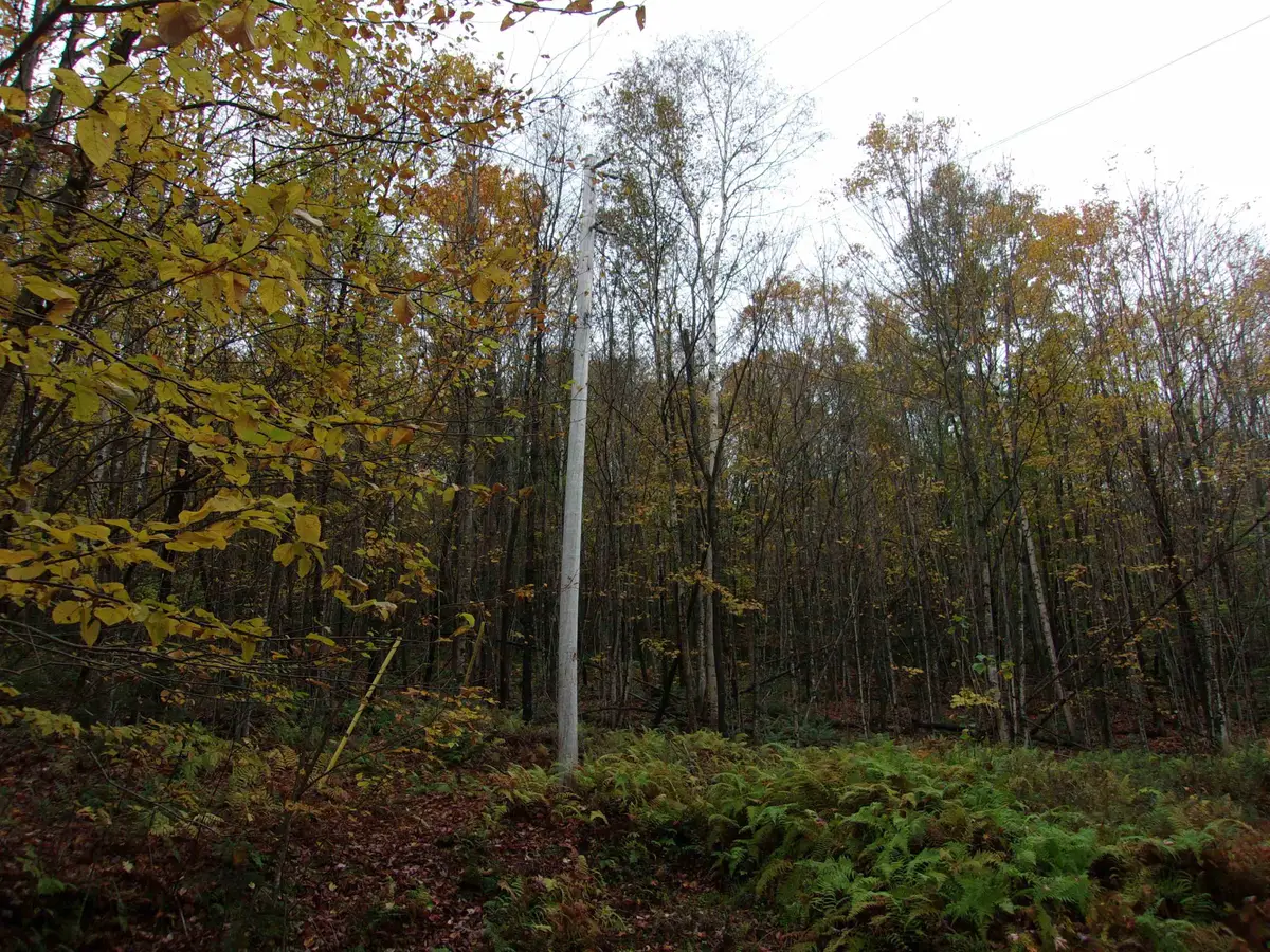 0 Foliage Lane #3, Westmore, VT 25822 - Image #1