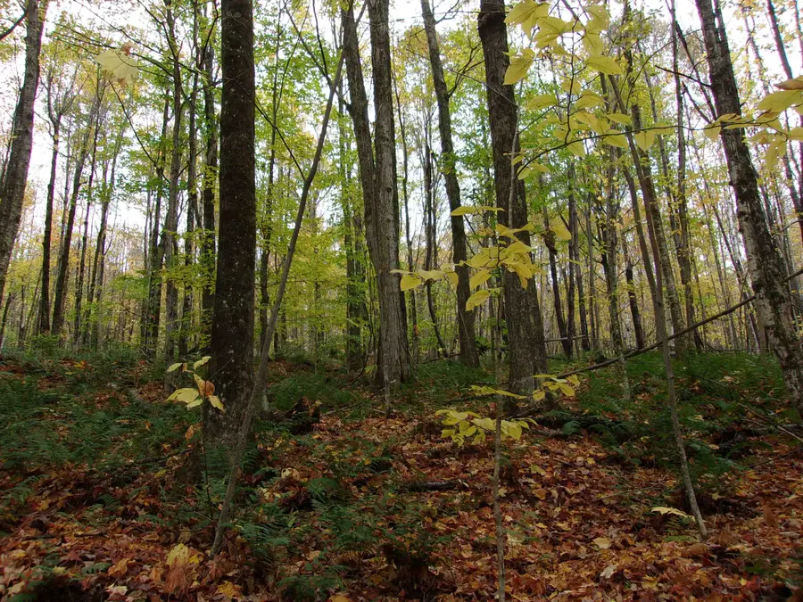 0 Foliage Lane #3, Westmore, VT 25822 - Image #3