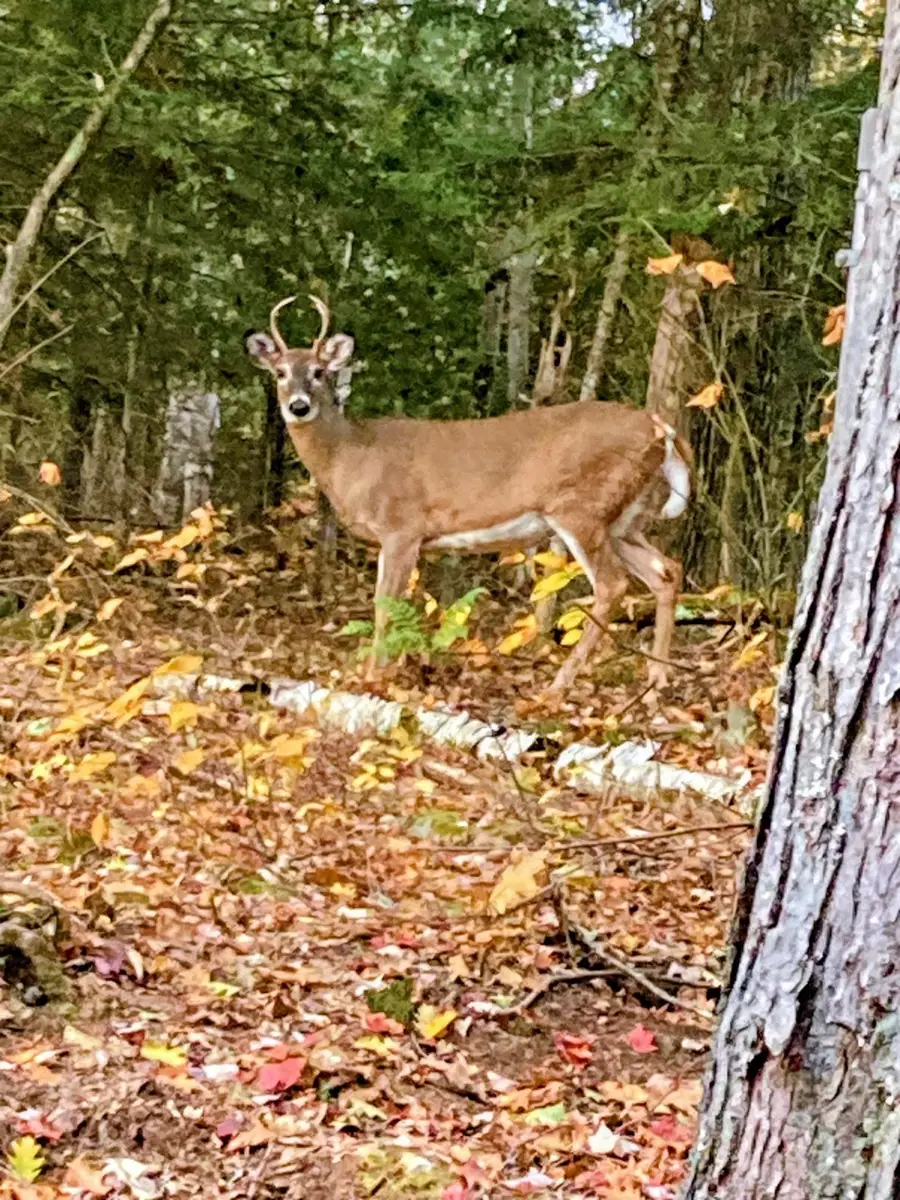 5 Windgate Terrace #Lots 136 & 137, Woodsville, NH 03785 - Image #3