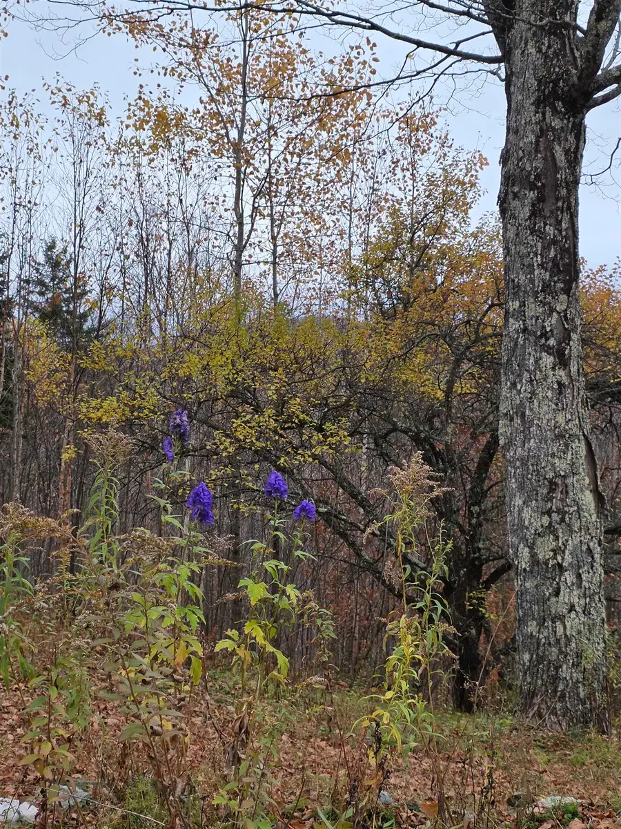 1846 Dartt Hill Road, Bethel, VT 05032 - Image #3