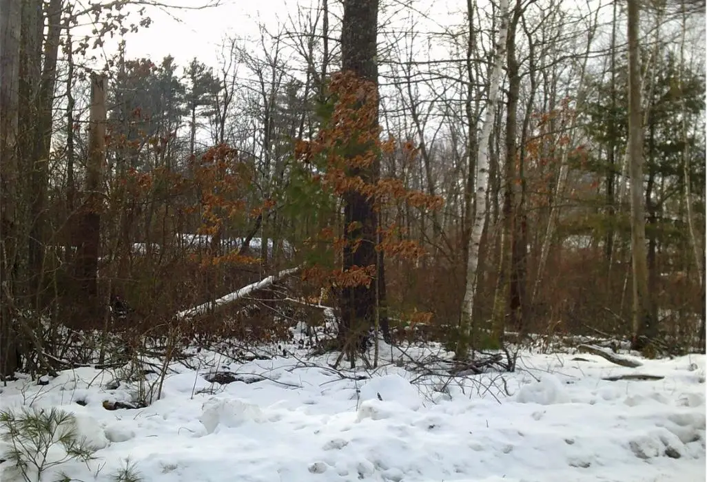 8 Mark Avenue, Derry, NH 03038 - Image #1