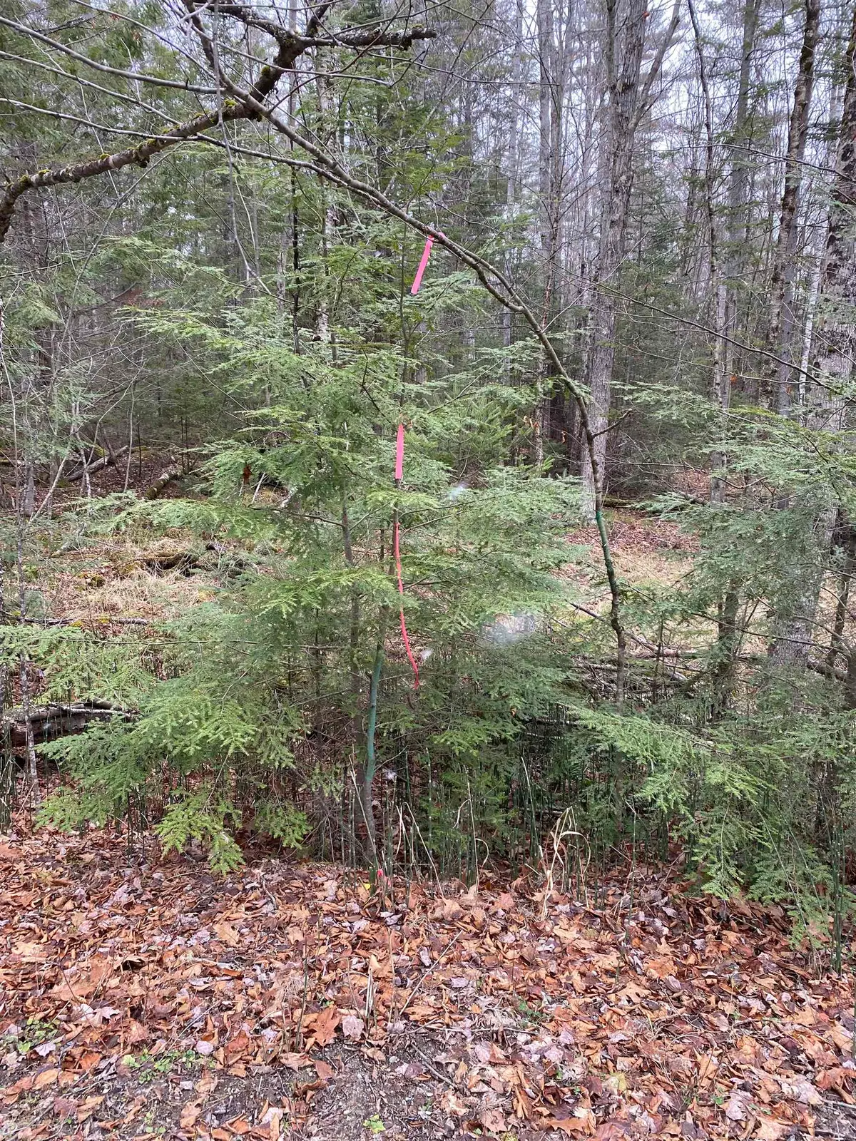 84 Vernon Avenue #Also Lots  103 and 104 on Oak Circle, Haverhill, NH 03765 - Image #1