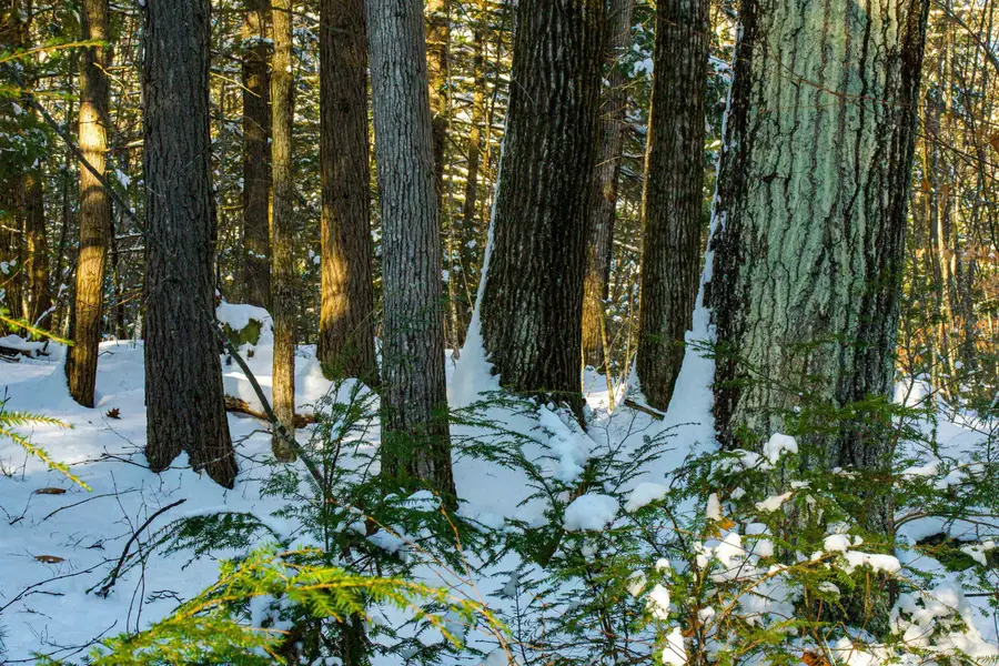 00 Bog Brook Road, New Boston, NH 03070 - #2