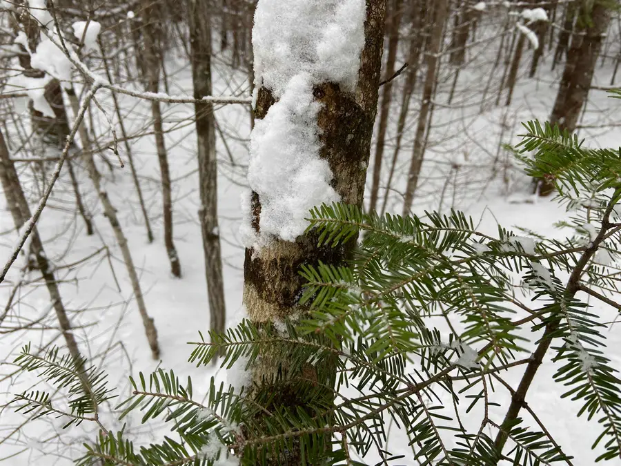 0 Fall Brook Road #5, Wheelock, VT 05851-000 - #3