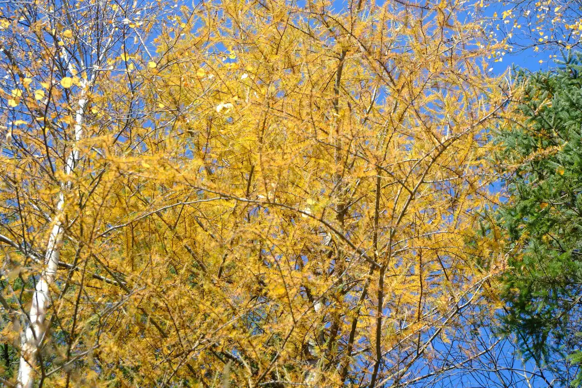 592 Vertical Mile Road, Wheelock, VT 05851 - #1