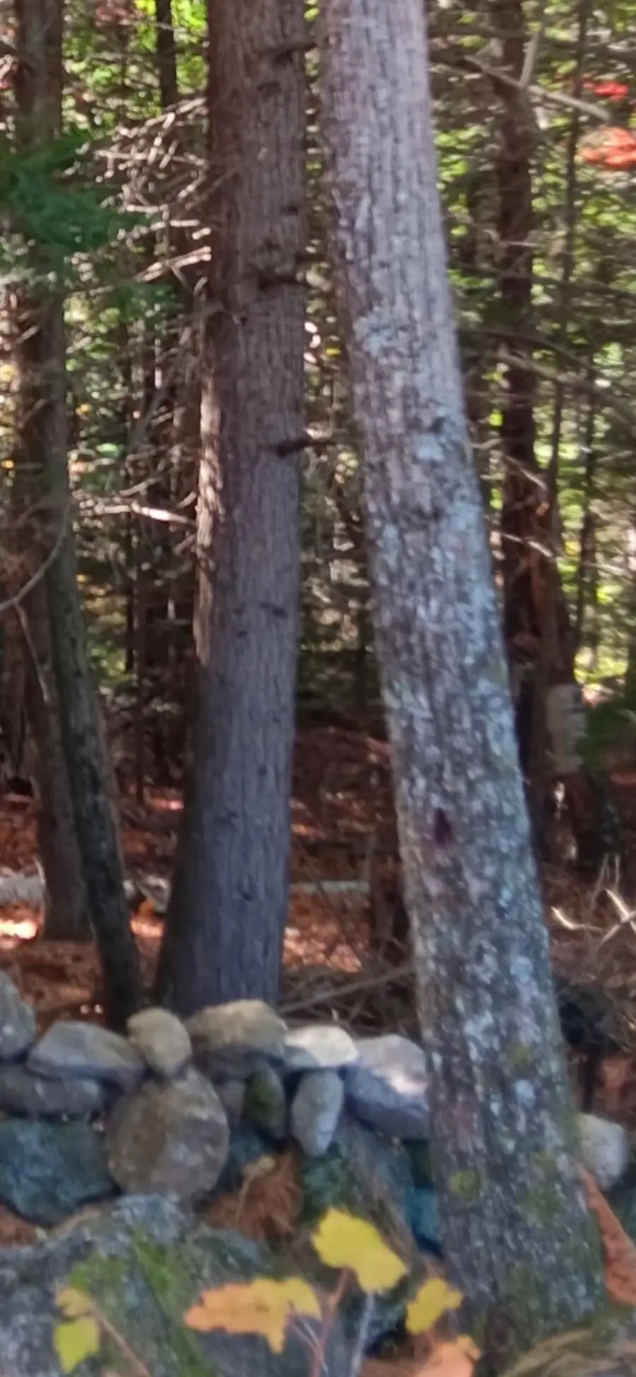 20-46 Dole School House Road, Washington, NH 03280 - #3