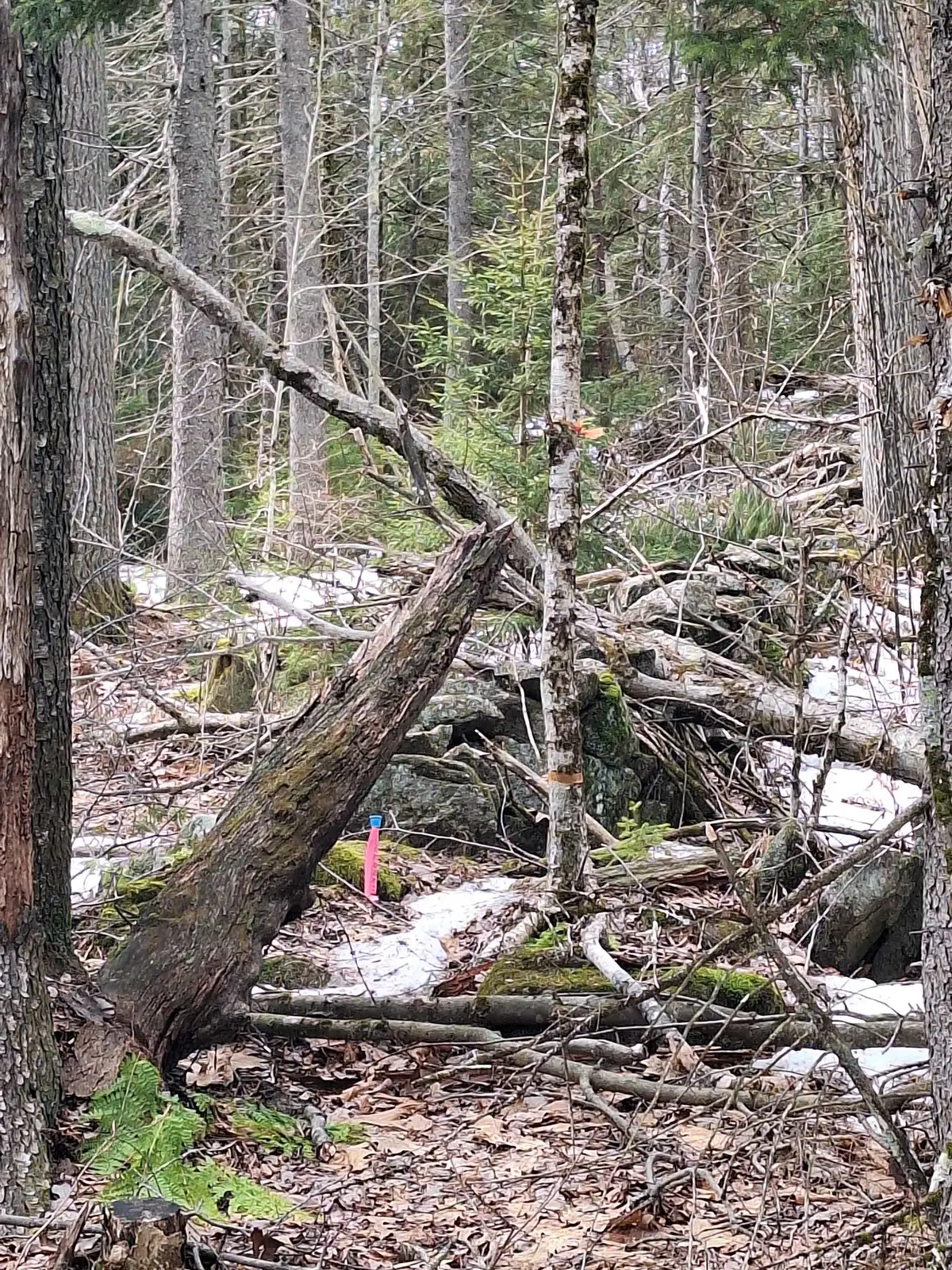 00 Rogers Road, Alstead, NH 03602 - #1