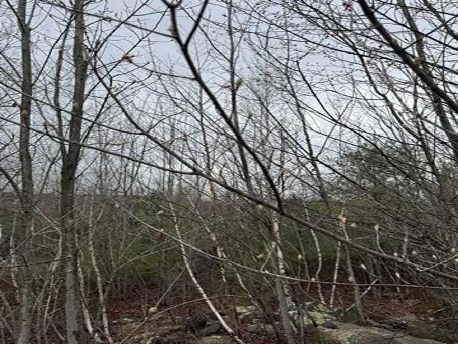 TBD Mason Road, Milton, NH 03851 - #3