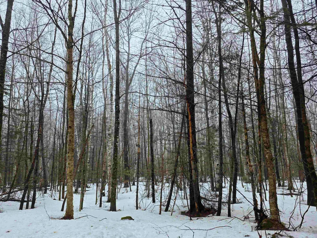 1500 Allard Hill Road, Wheelock, VT 05851 - #1