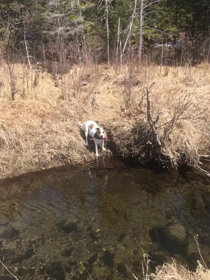 126 Downing Road, Topsham, VT 05076 - #3