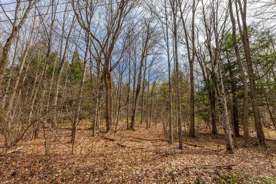 530 Finbars Forest Road, Manchester, VT 05255 - #3