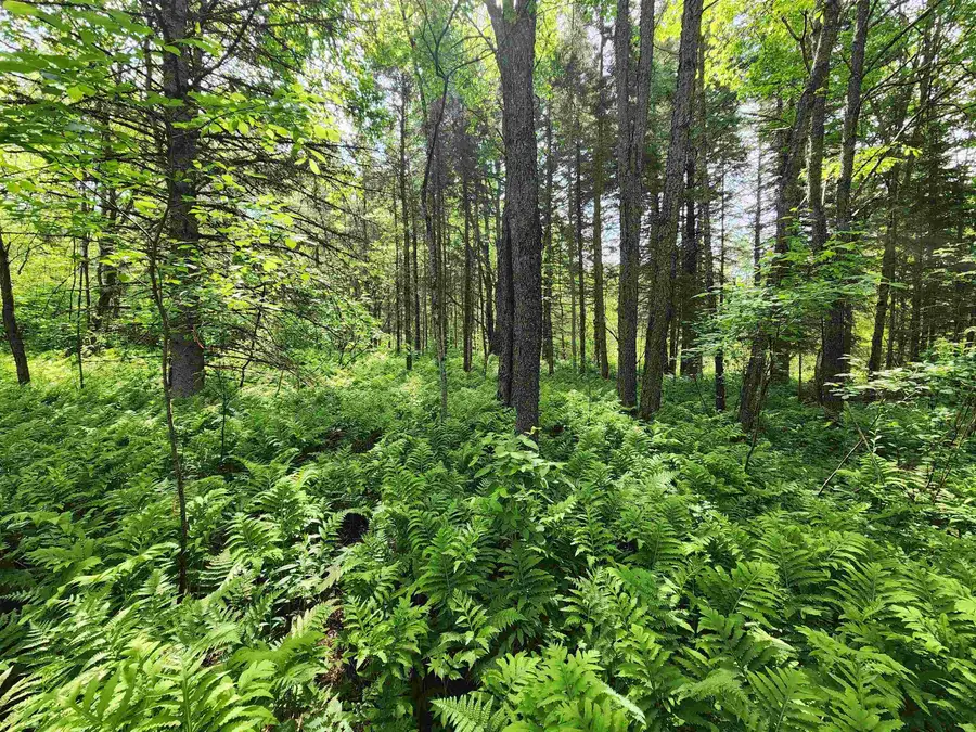 00 Boise Cascade Road, Dummer, NH 03579 - #3