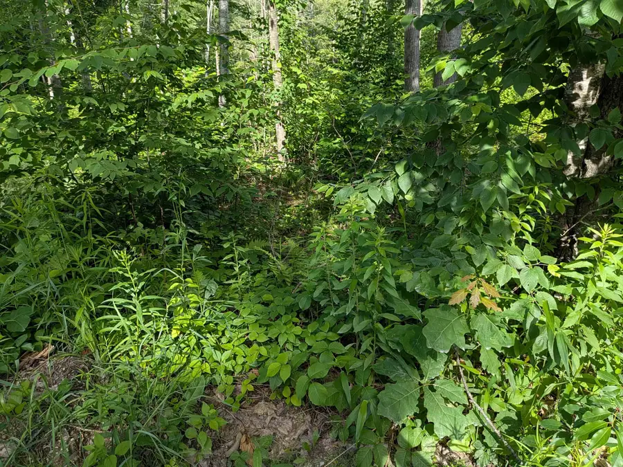 Autumn Road, Hillsborough, NH 03244 - #3