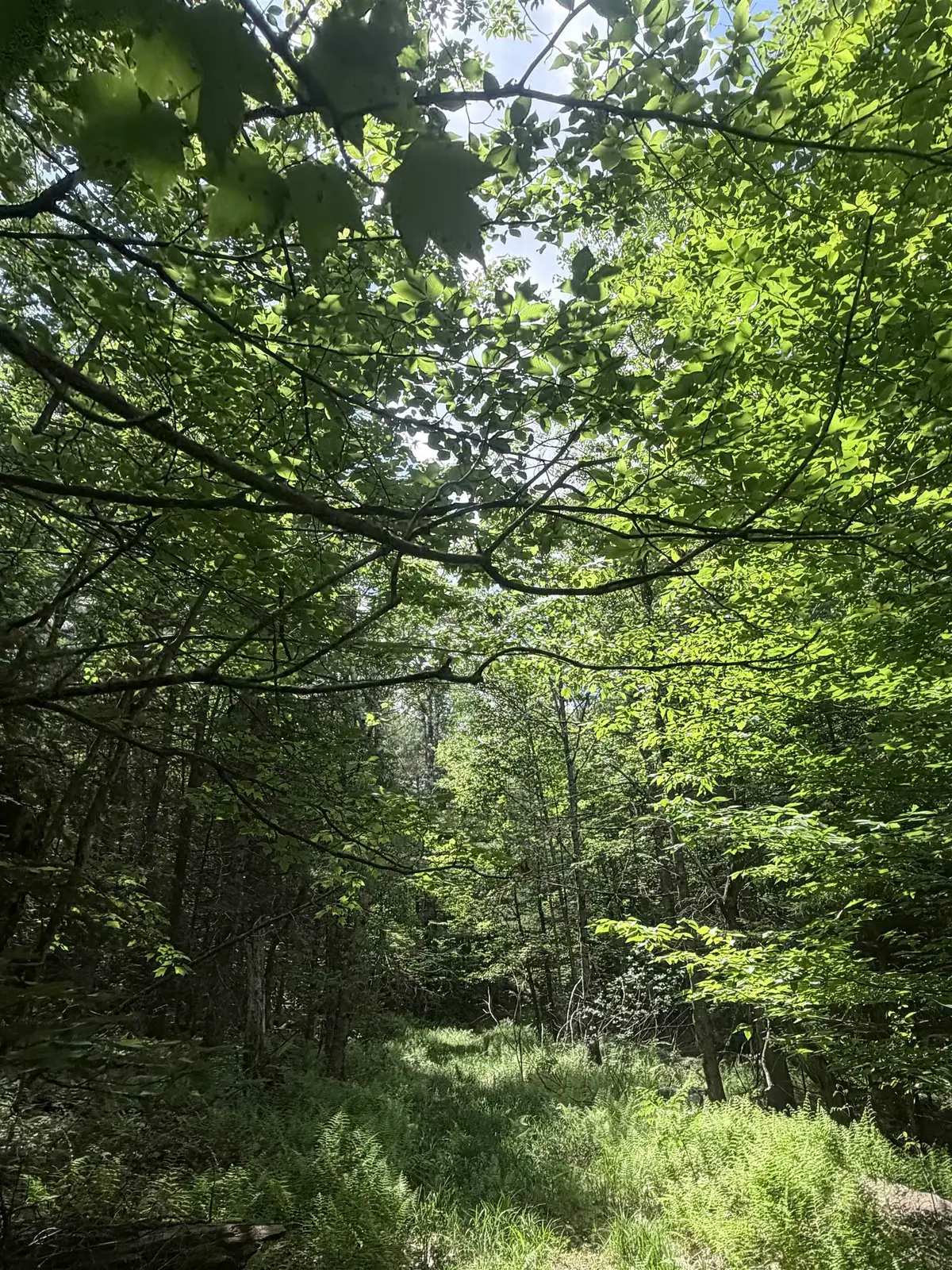 Whitcher Road, Newport, NH 03773 - #1