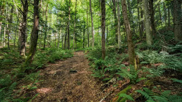 00 Ryder Pond Road, Whitingham, VT 05361