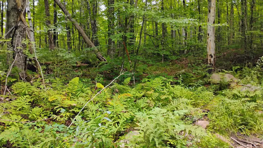 xx Washburn Road, Orange, NH 03741 - #3