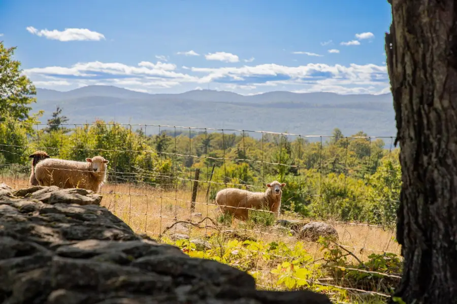 95 Goat Farm Road, Pittsford, VT 05763 - #2