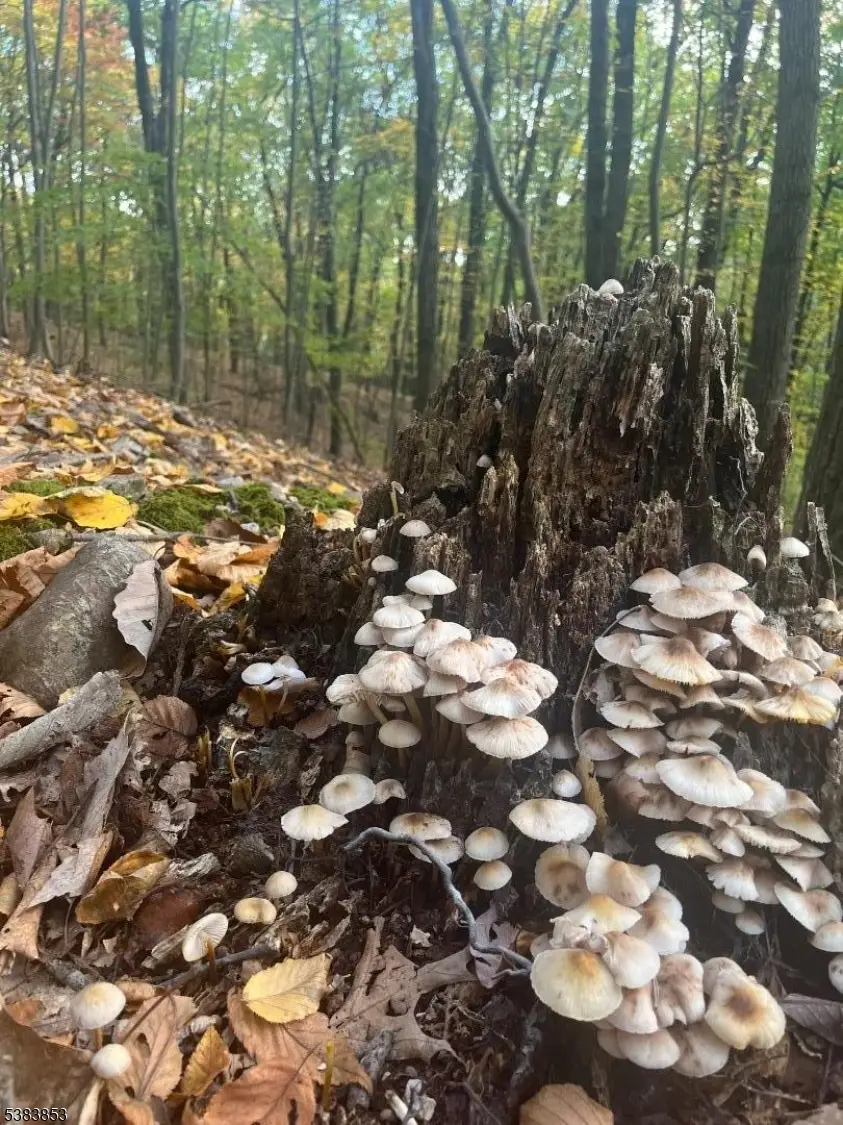 N/A Gravel Hill, Holland, NJ 08848 - Image #3