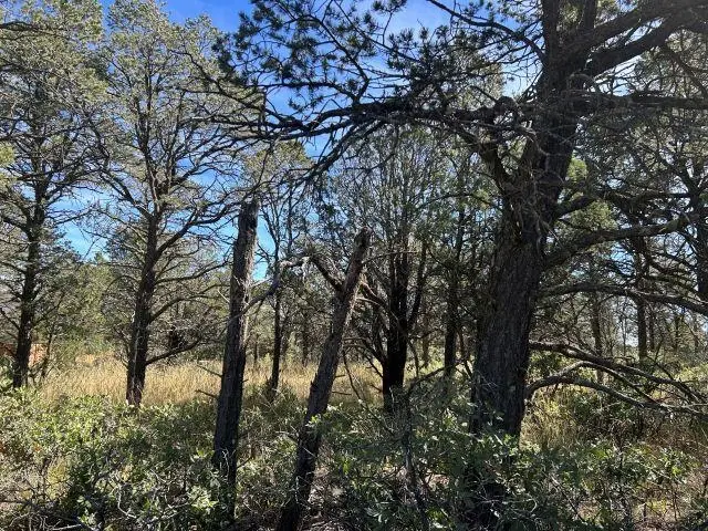 29 Forest Loop, Timberon, NM 88350 - Image #2