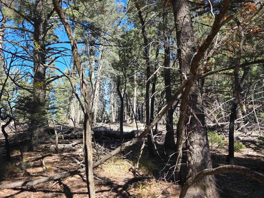 Section 13 Rd, Cloudcroft, NM 88317 - Image #3