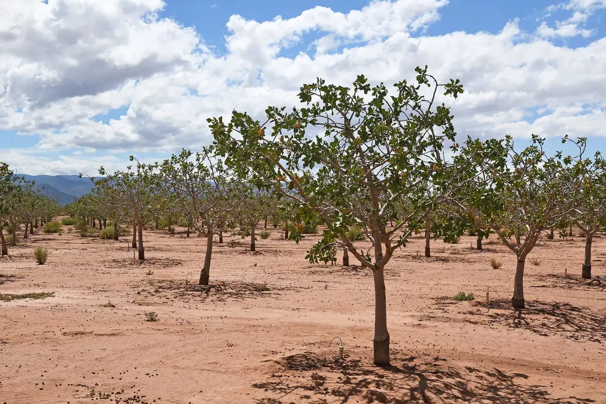 509 Riata RD, Tularosa, NM 88352 - Image #1