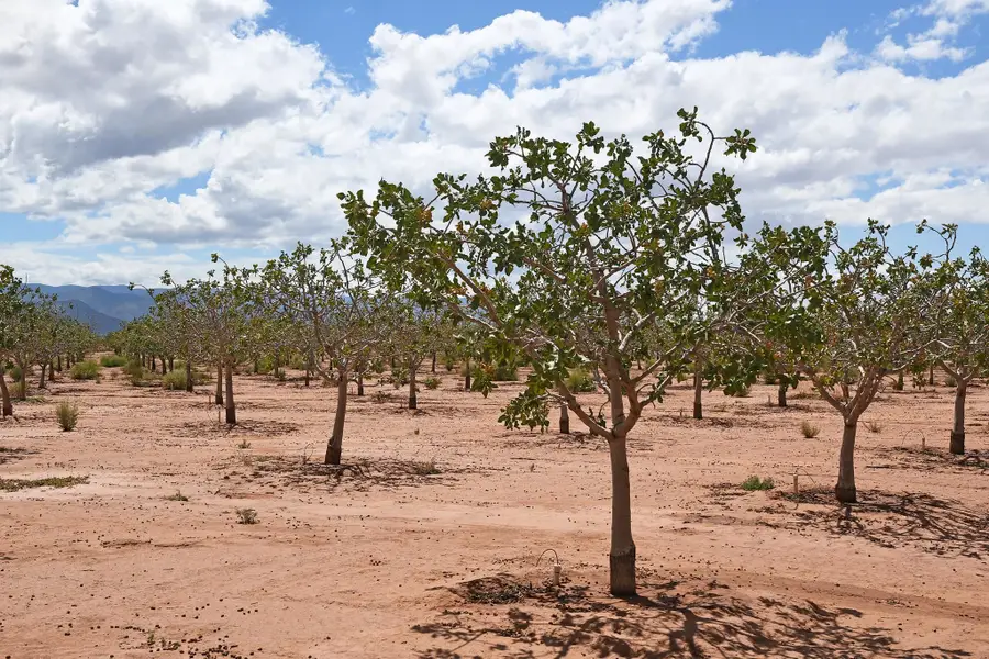 509 Riata RD, Tularosa, NM 88352 - Image #2