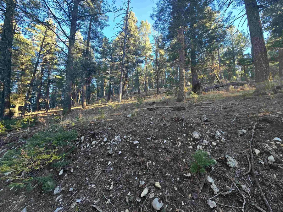 Juniper, Mayhill, NM 88339 - #3